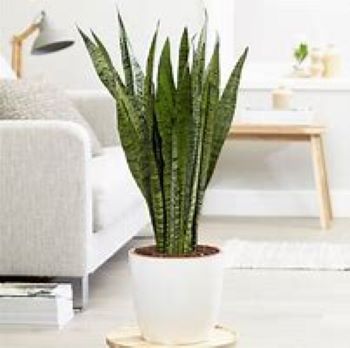 sansevieria en pot